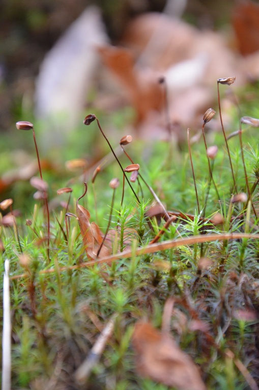 2016-12 France/Rumilly/DSC_0012.JPG